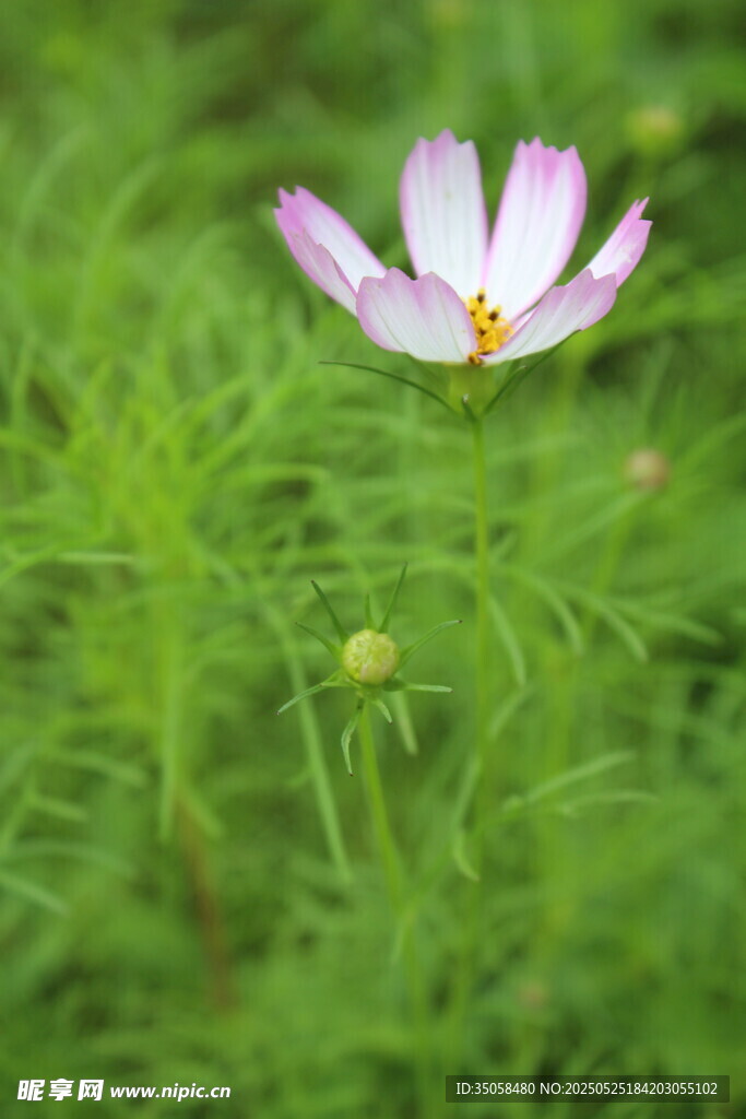 秋英 