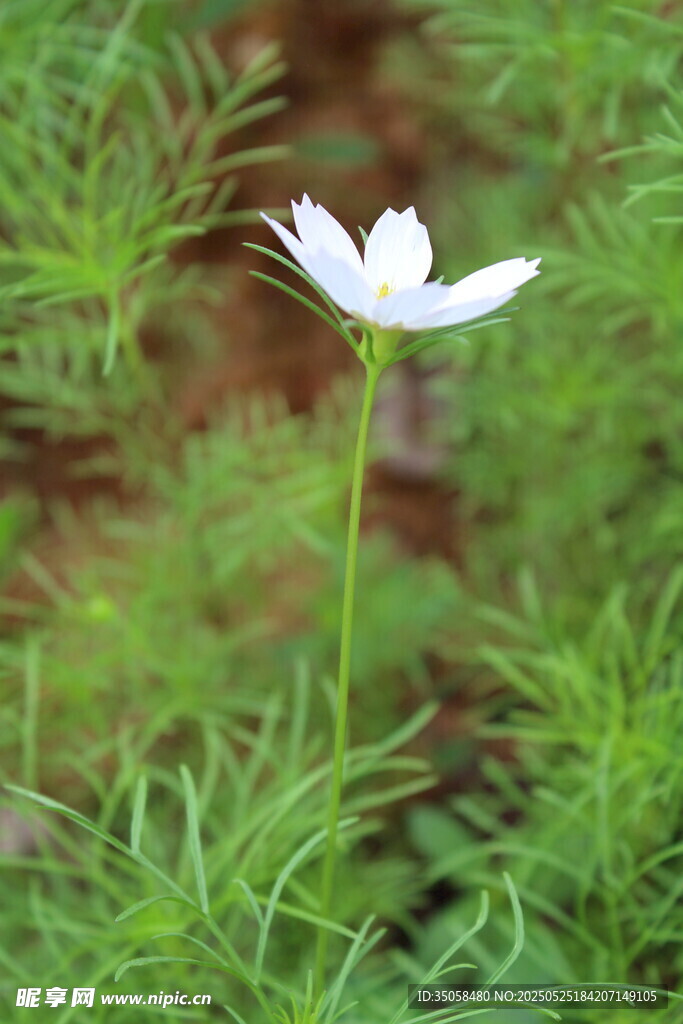 秋英  