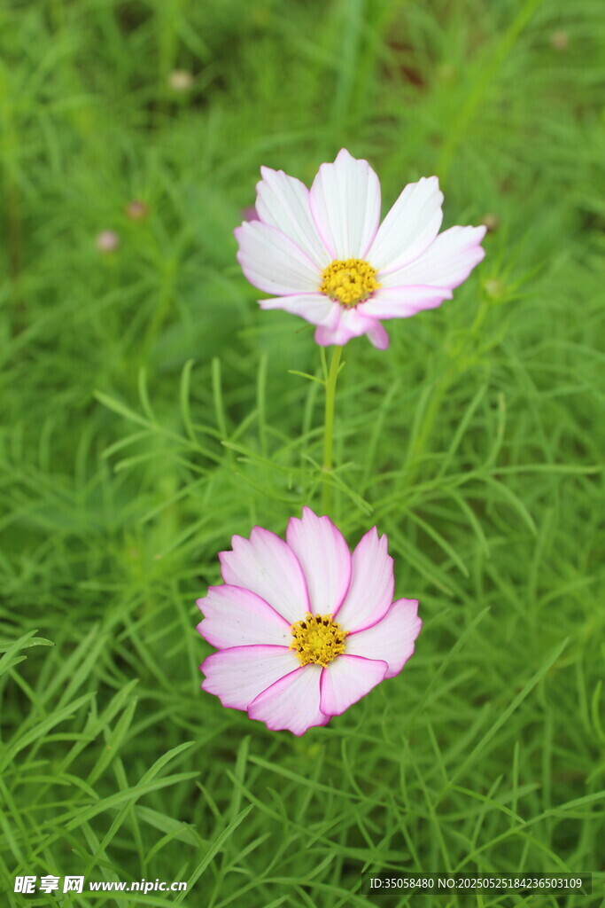 秋英 