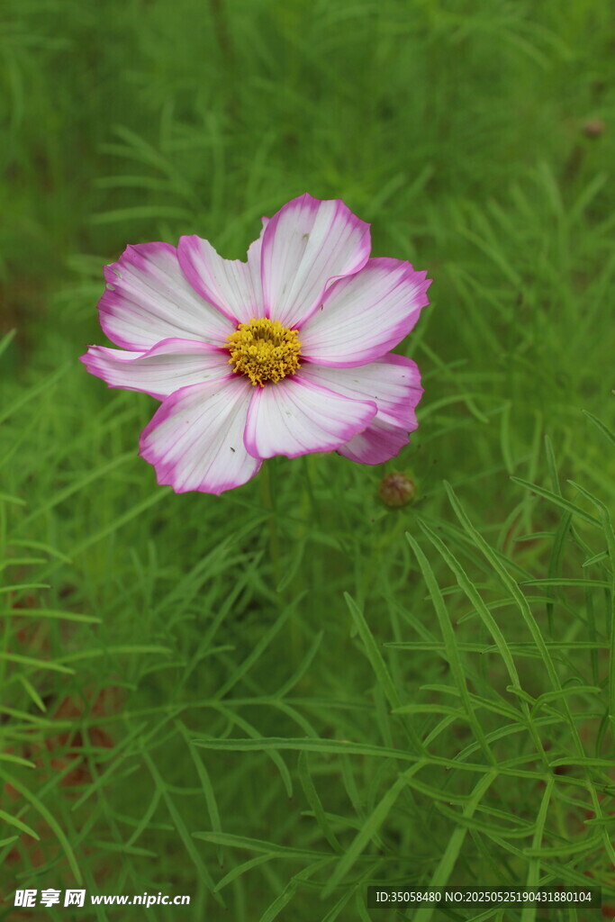 秋英 