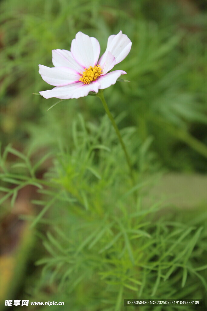 秋英  