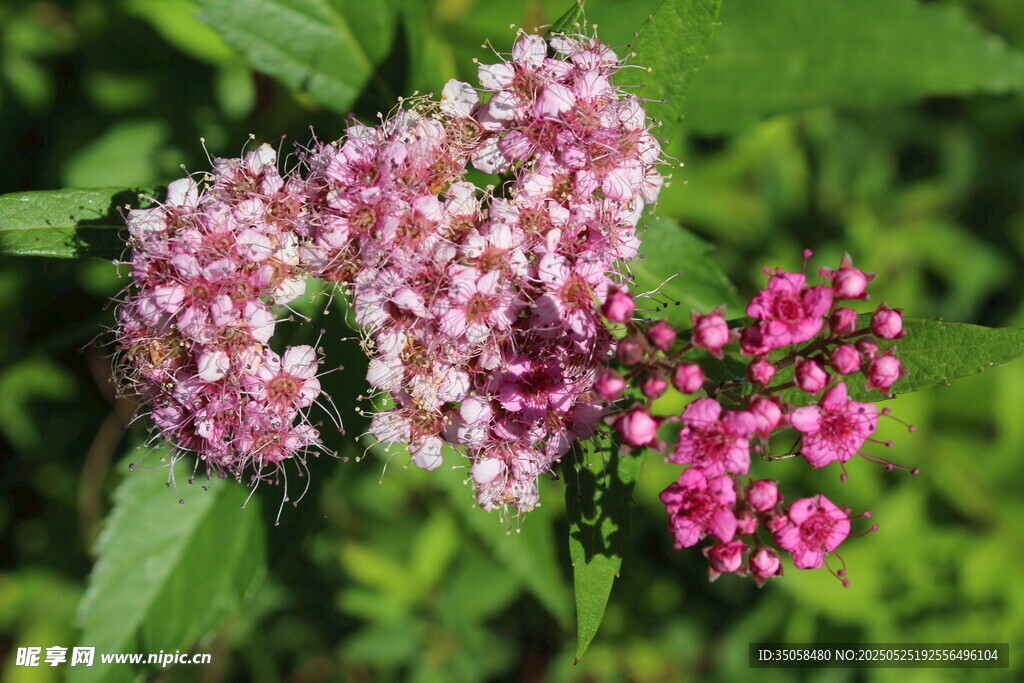 粉花绣线菊 