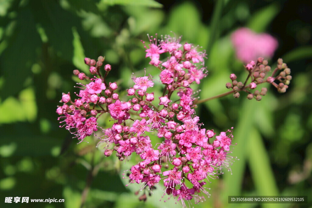 粉花绣线菊  