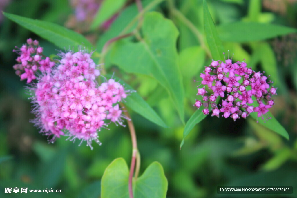 粉花绣线菊  
