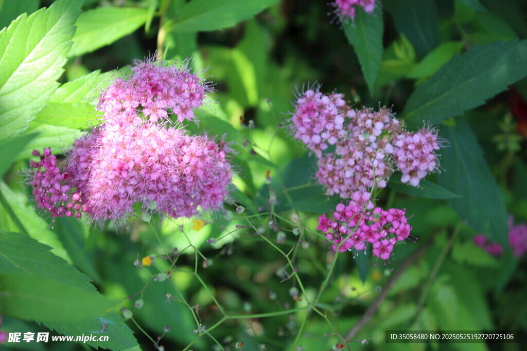 粉花绣线菊  