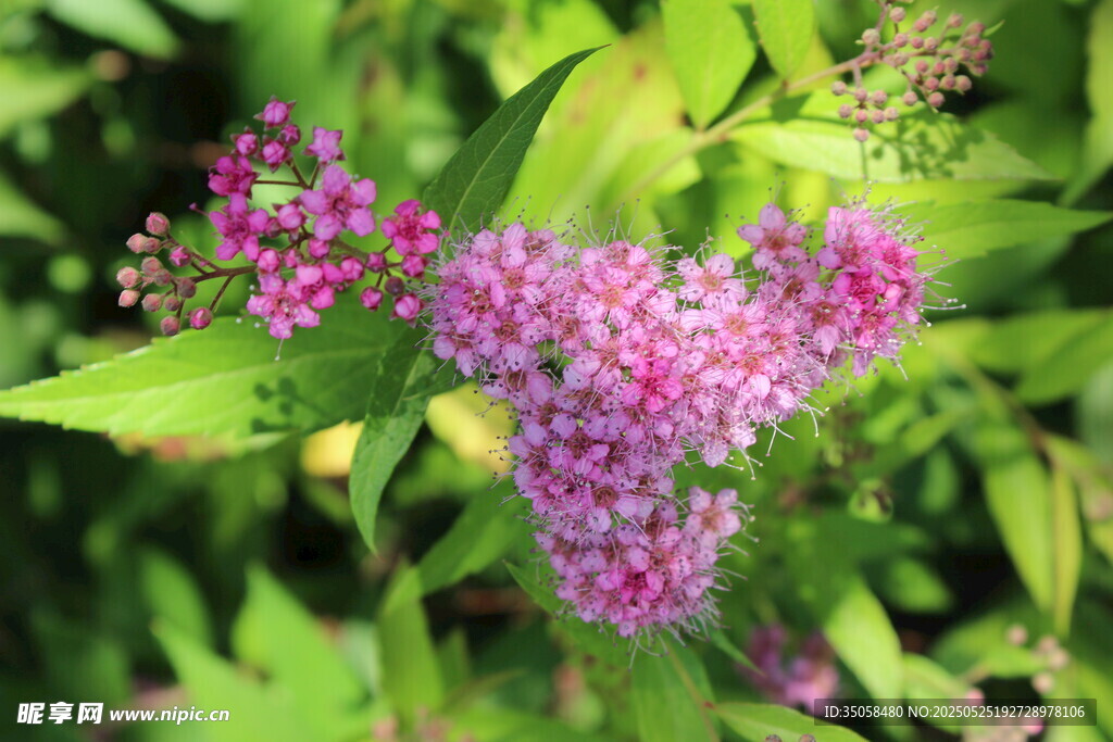 粉花绣线菊 