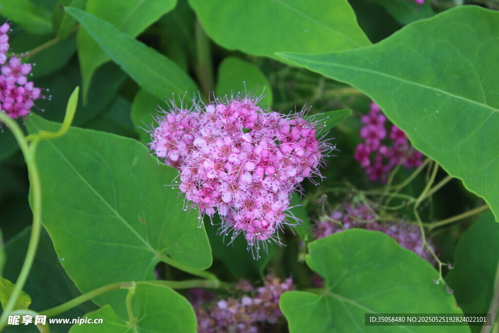 粉花绣线菊 