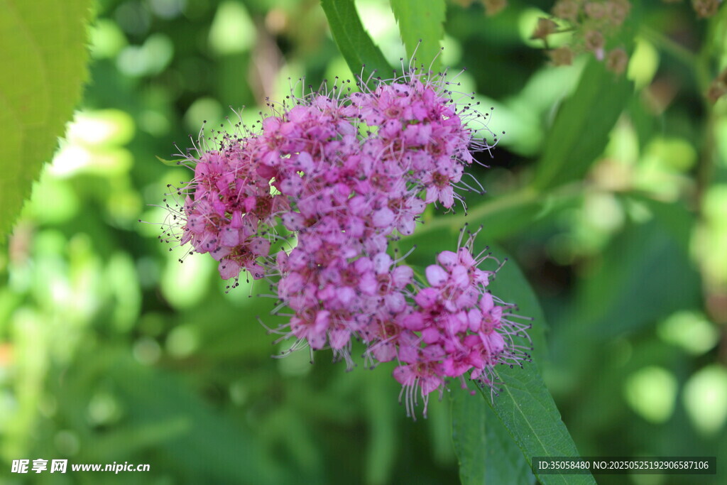 粉花绣线菊  