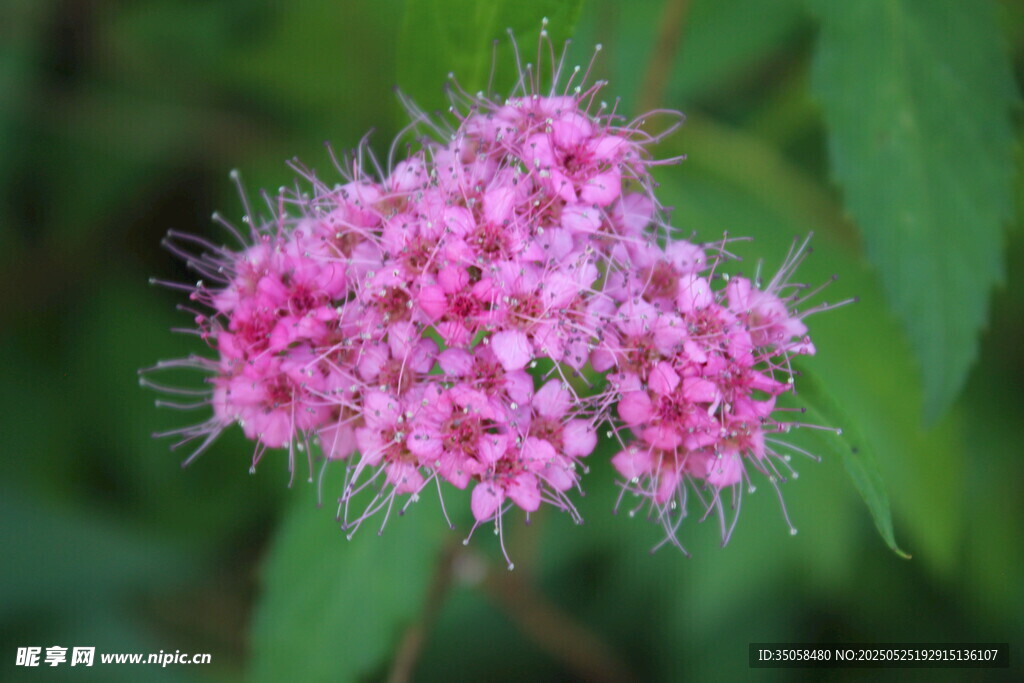 粉花绣线菊 