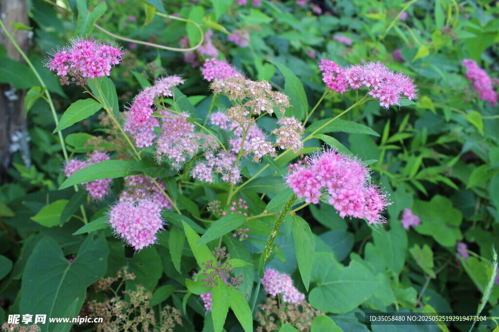 粉花绣线菊  