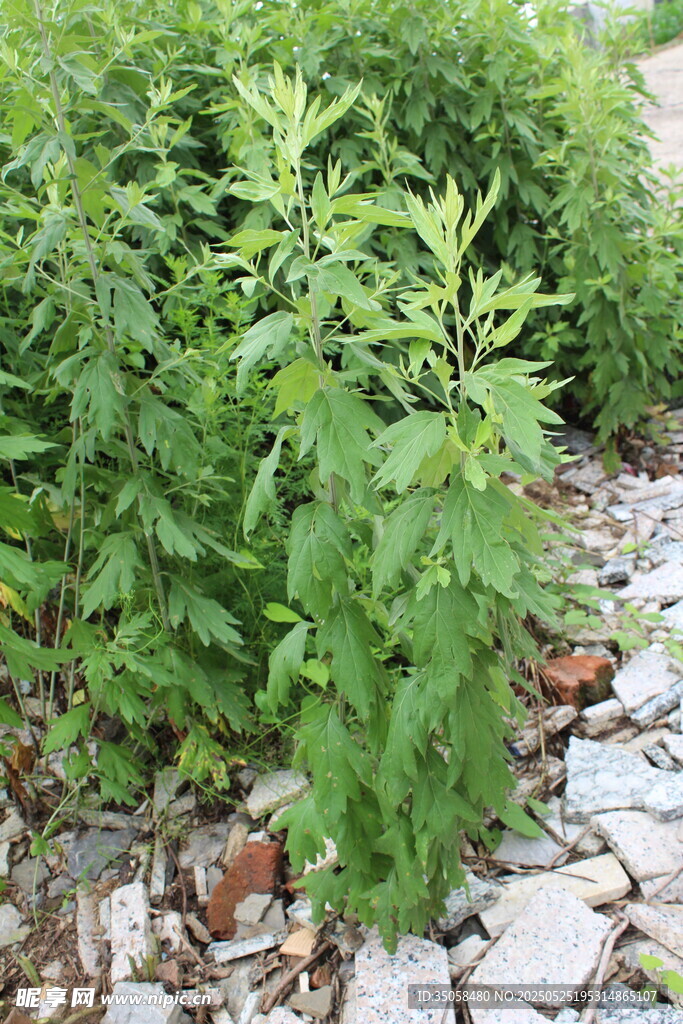 艾草 