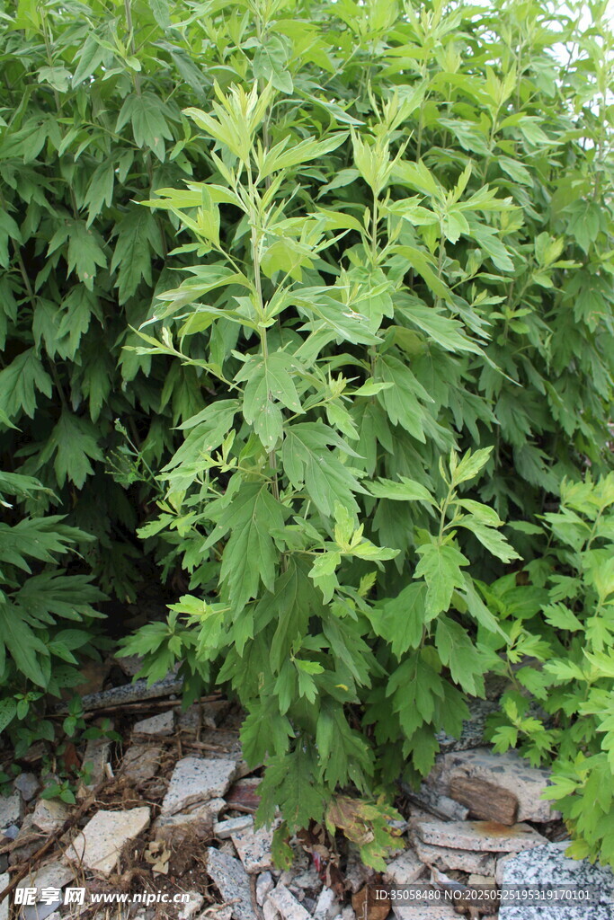 艾草  