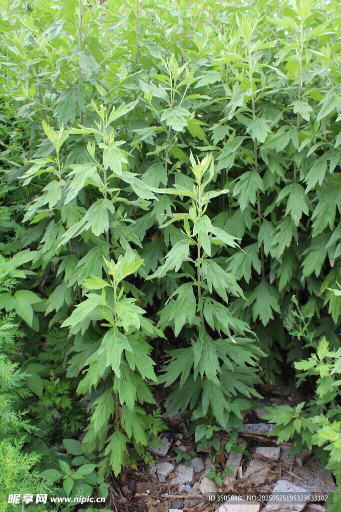 艾草 