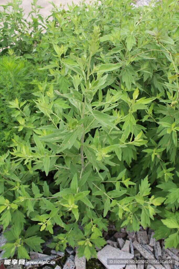 艾草 