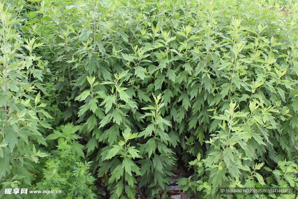 艾草 
