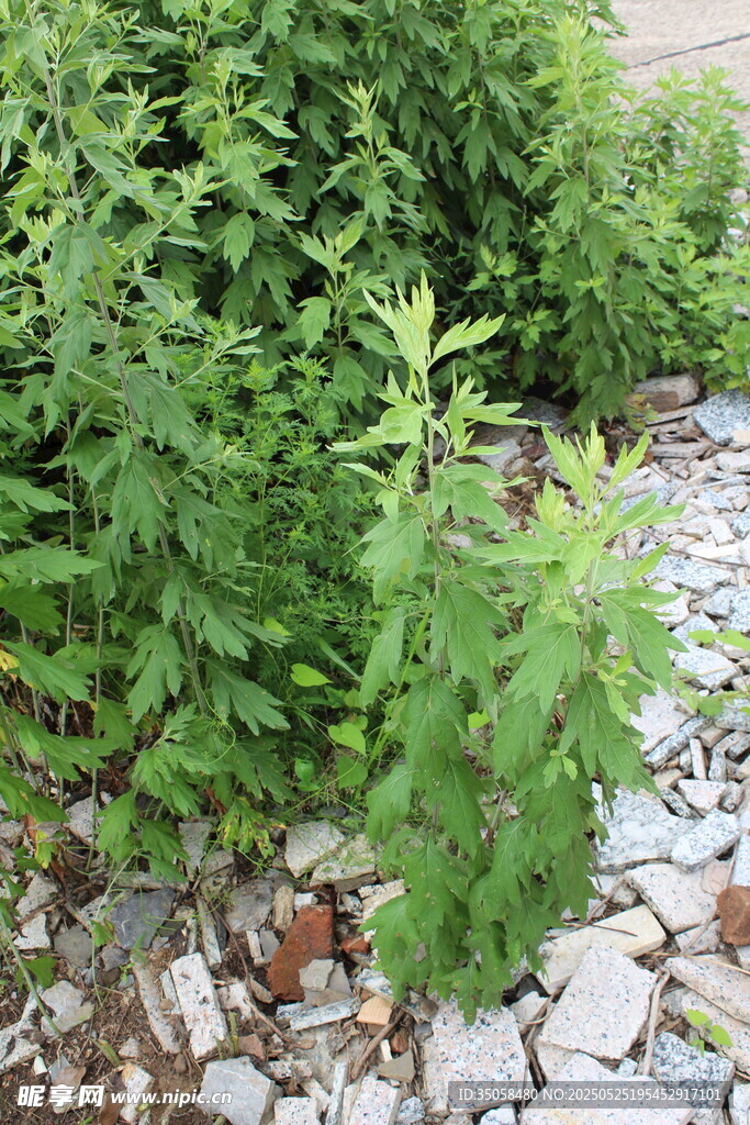 艾草 