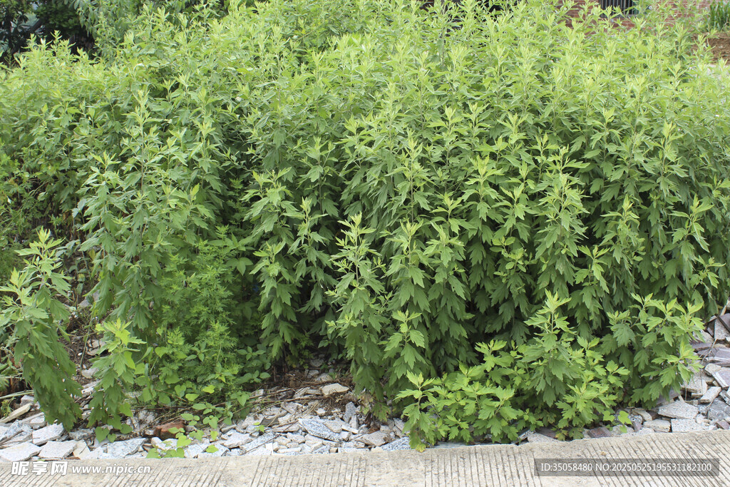 艾草 