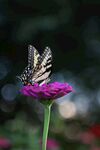 蝶栖紫花