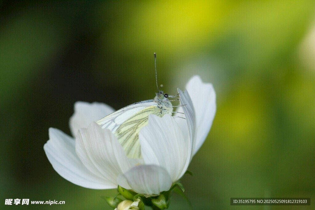 洁白花朵上的小昆虫