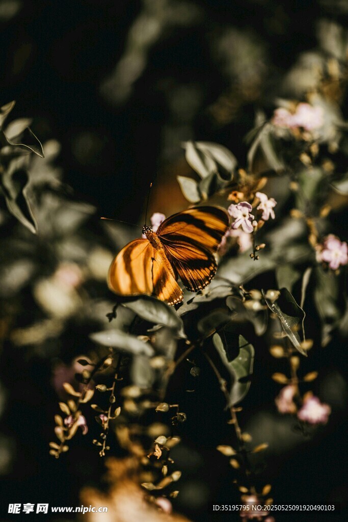 花丛中的斑斓蝴蝶