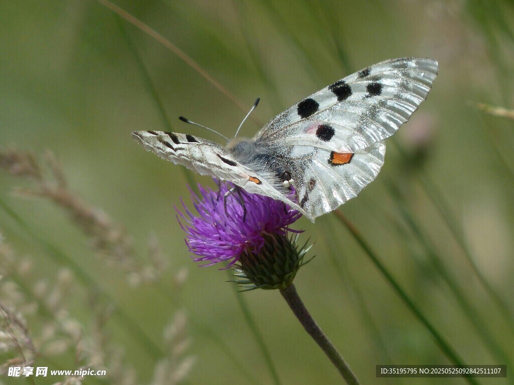 蝴蝶停驻紫色花朵