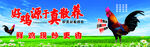 优质散养土鸡 绿色健康