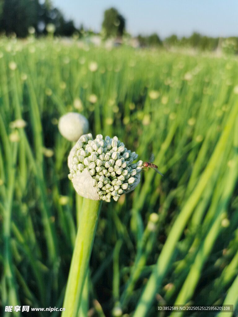 葱的花特写