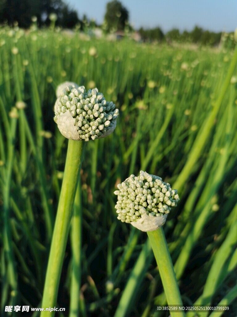 葱的花球  花苞特写