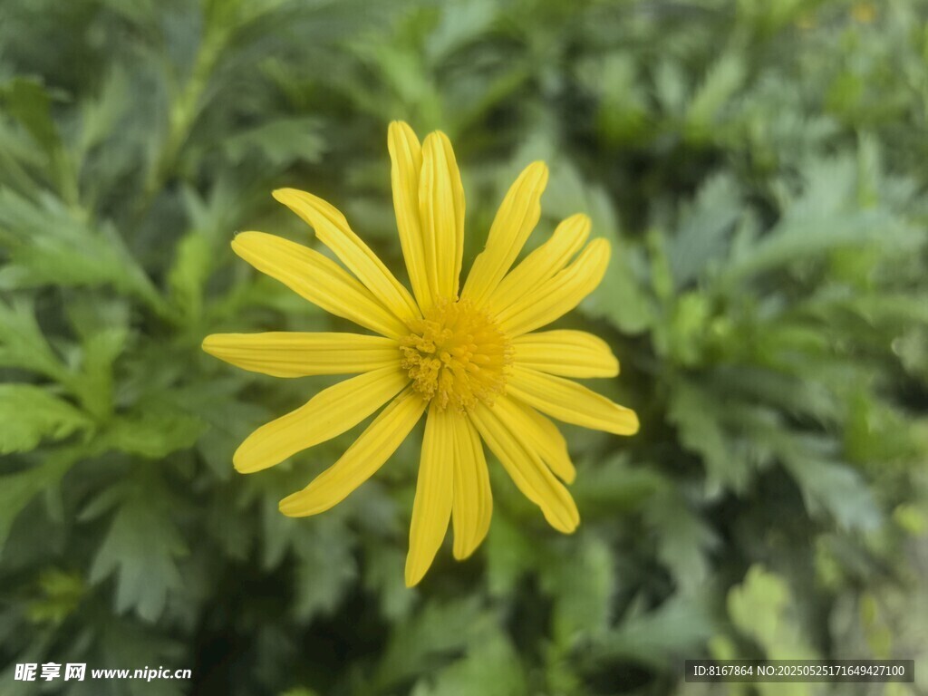 黄色小花绽放于绿叶间