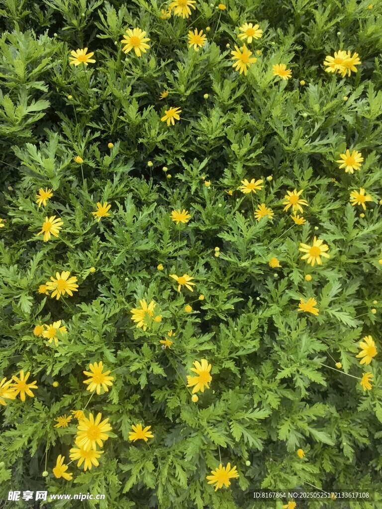 繁茂黄色小花绿植景观
