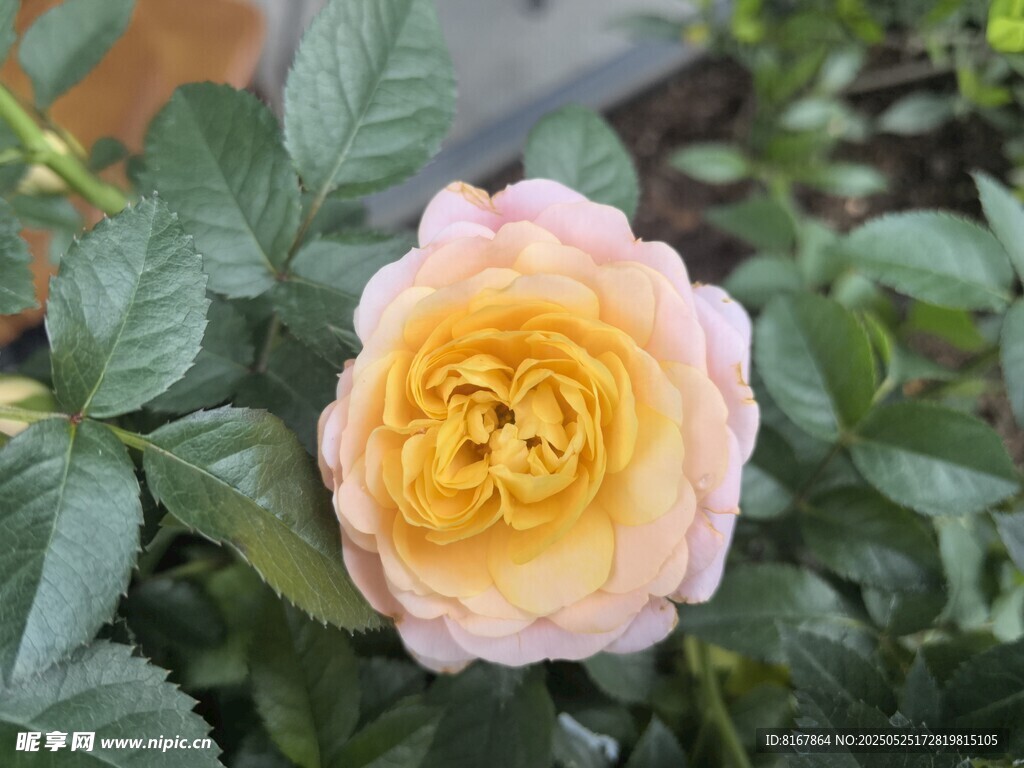 娇艳黄粉月季花绽放