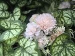 粉花绿叶植物特写