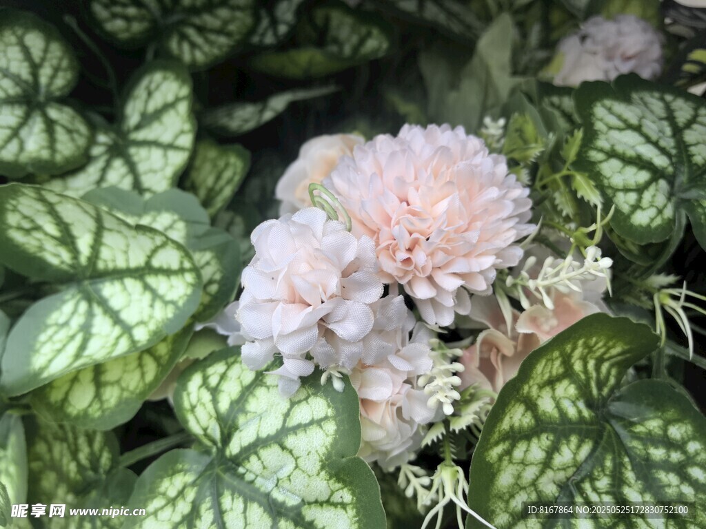 粉花绿叶植物特写