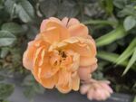 橙色娇艳月季花特写