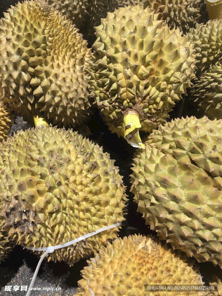 新鲜饱满的榴莲果实