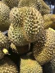 一堆新鲜榴莲果实