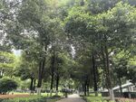 林间公园景致