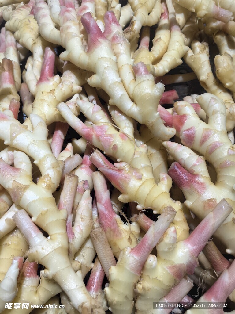 新鲜嫩姜根茎特写
