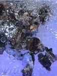 海洋生物
