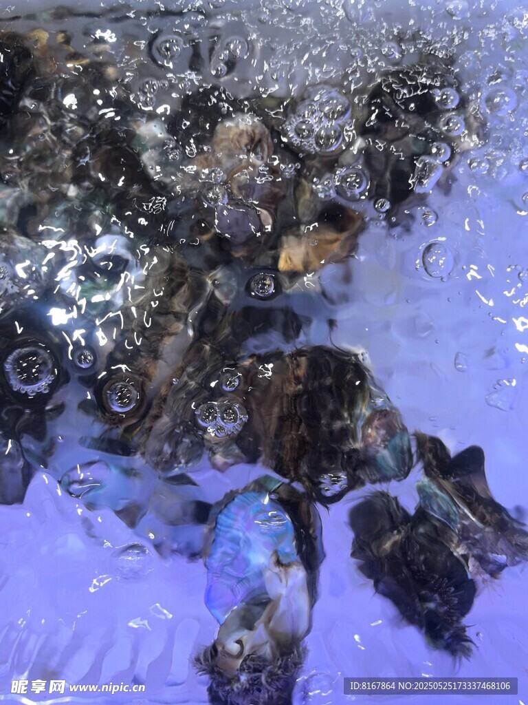 海洋生物