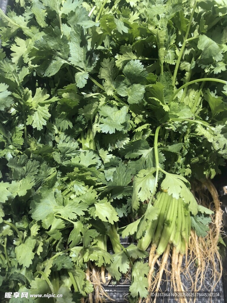新鲜翠绿的蔬菜植株