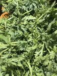新鲜艾草叶