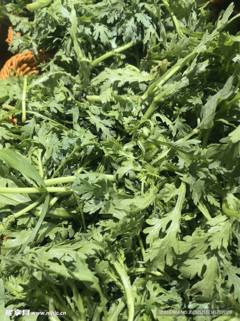 新鲜艾草叶