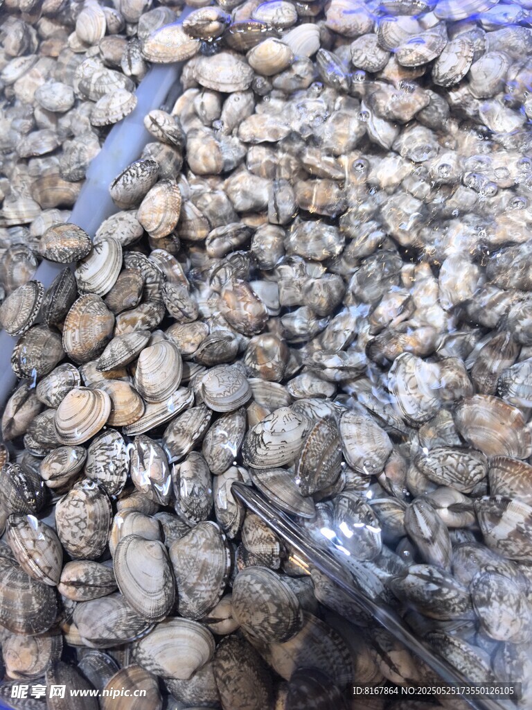 贝壳