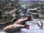 水族馆内多彩鱼类群游