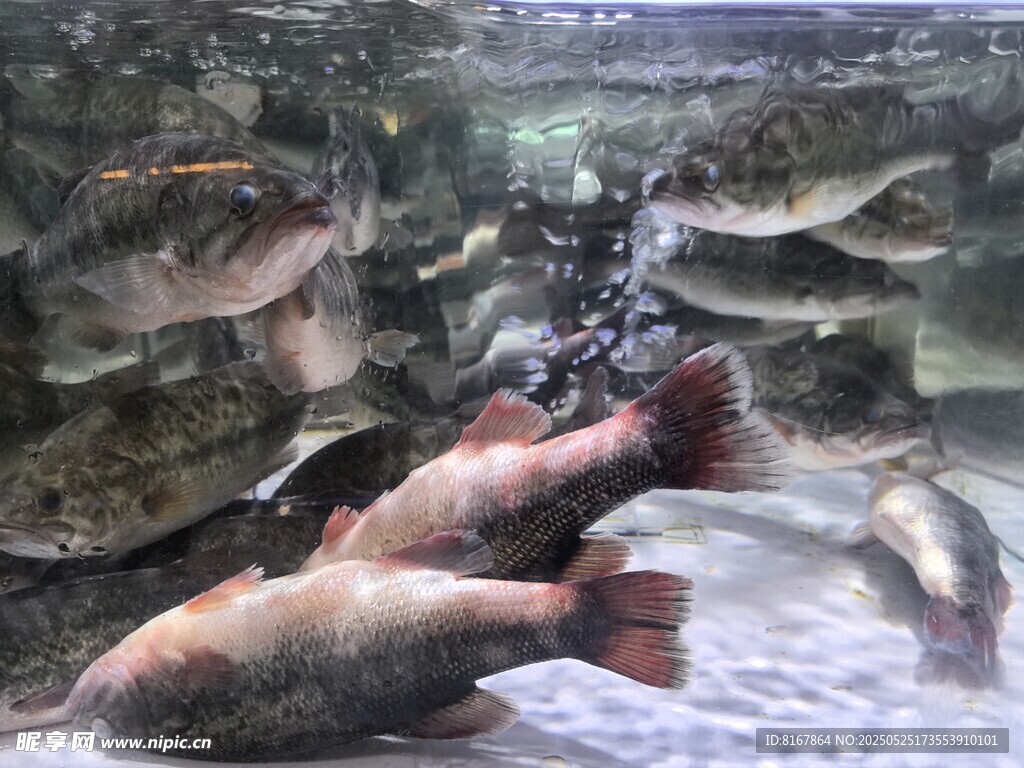 水族馆内多彩鱼类群游