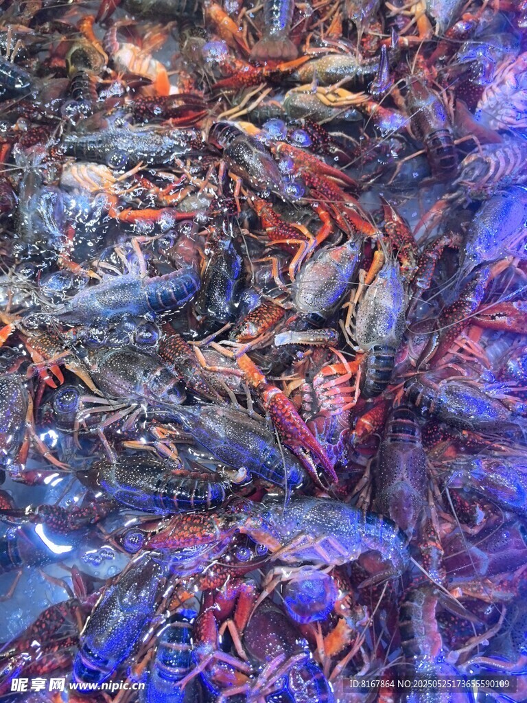 鲜活小龙虾堆叠