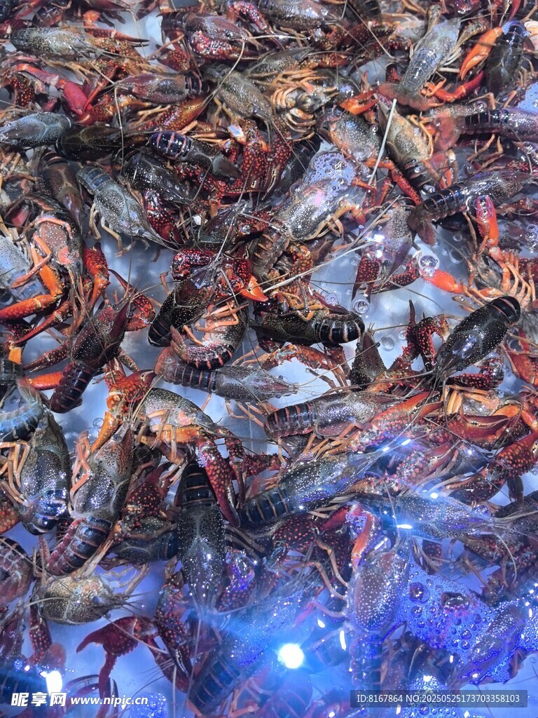 鲜活小龙虾堆成诱人景象