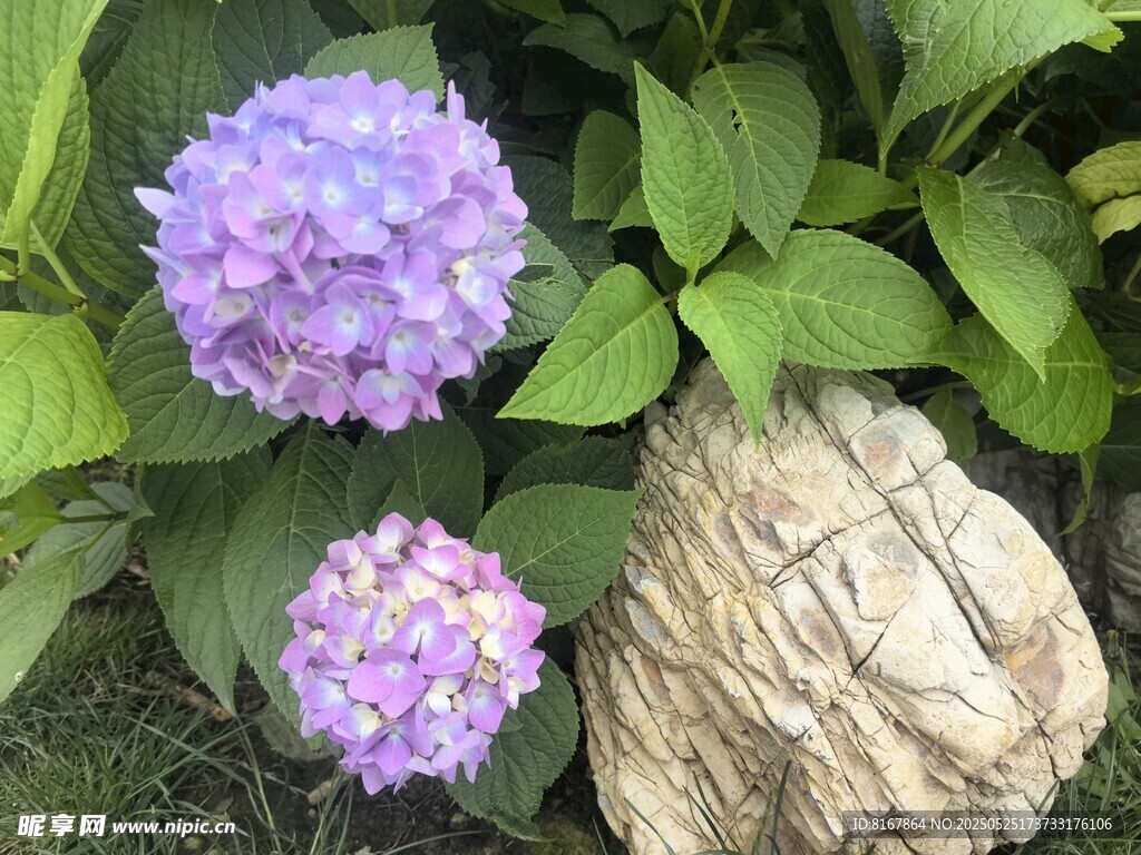 紫绣球花伴石绿意盎然