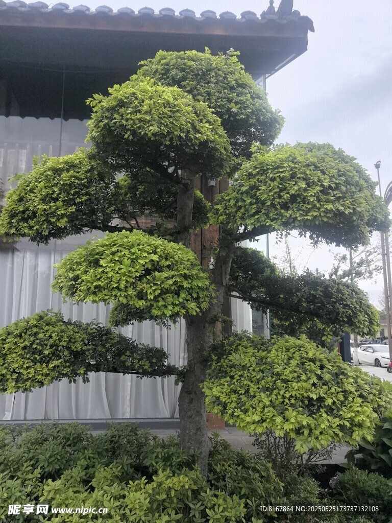 精致造型盆景树